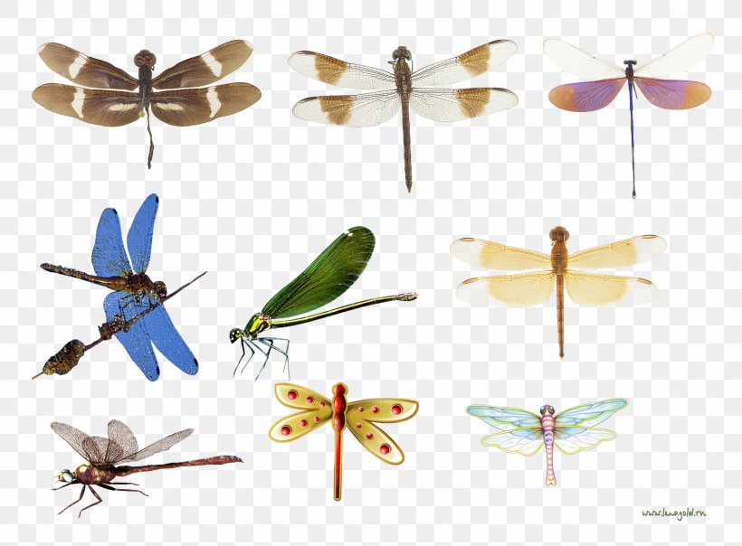 Dragonfly Insect Butterfly Propeller, PNG, 1600x1180px, Dragonfly, Arthropod, Butterflies And Moths, Butterfly, Dragonflies And Damseflies Download Free