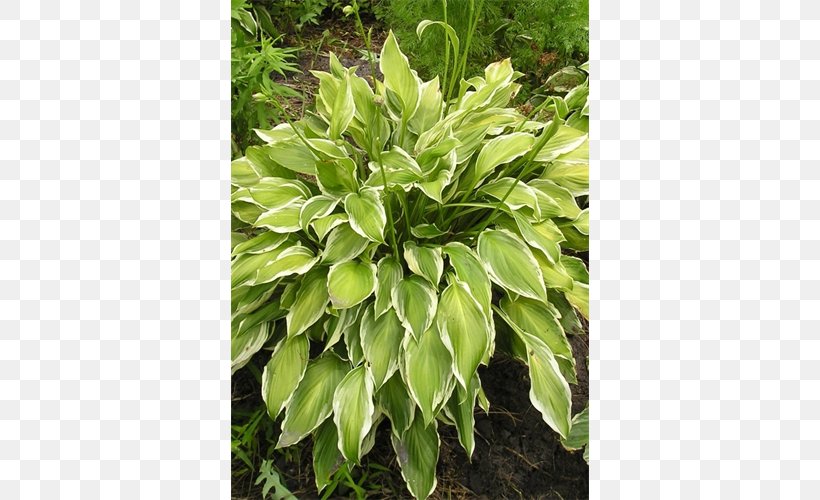 Leaf Evergreen Groundcover Shrub Lawn, PNG, 500x500px, Leaf, Evergreen, Grass, Groundcover, Herb Download Free