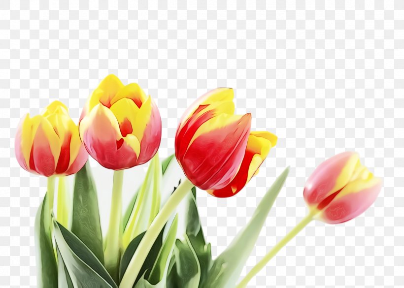 Lily Flower Cartoon, PNG, 2368x1692px, Tulip, Blossom, Bud, Crocus, Cut Flowers Download Free