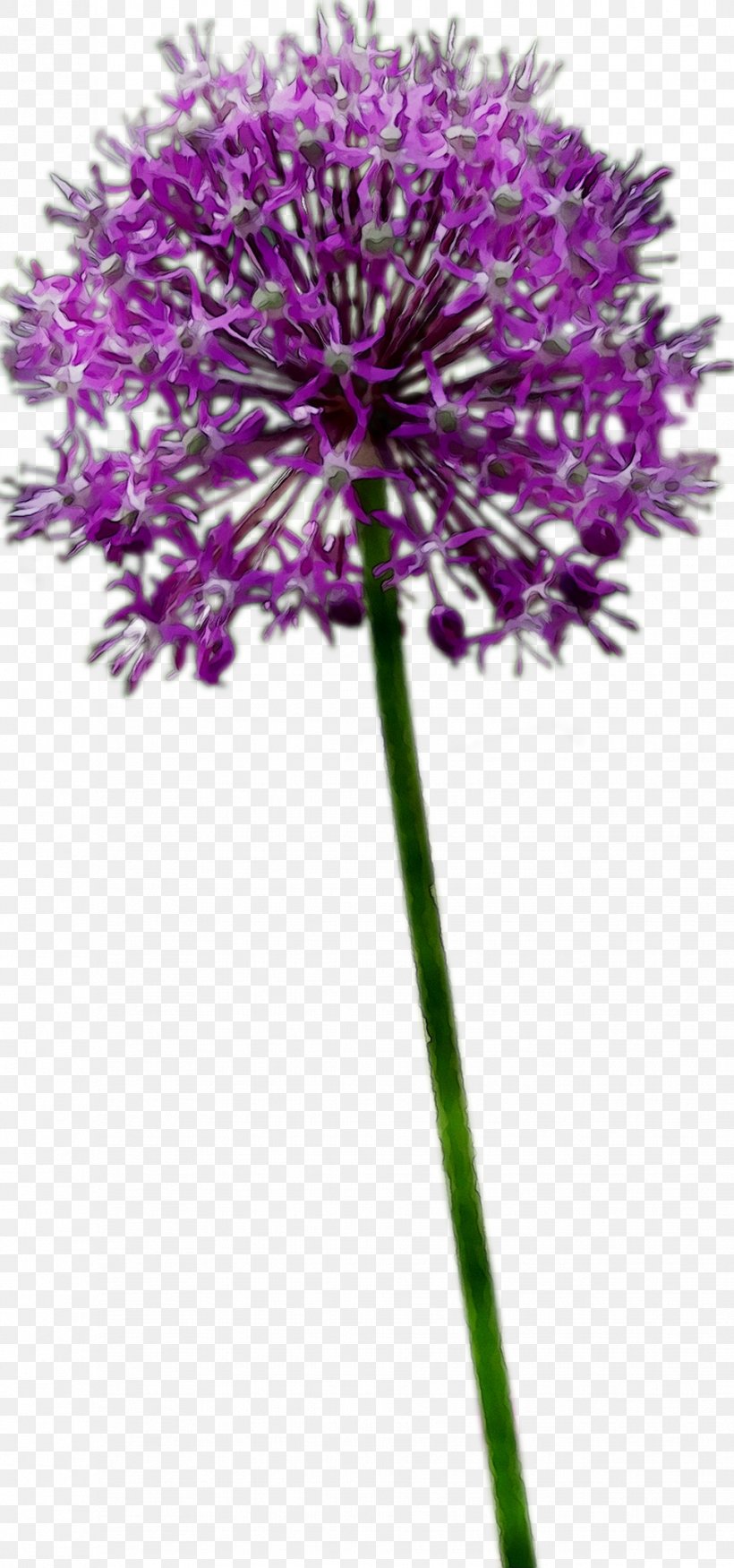 Plant Stem Milk Thistle Cut Flowers Purple, PNG, 968x2066px, Plant Stem, Allium, Amaryllis Family, Cut Flowers, Dandelion Download Free