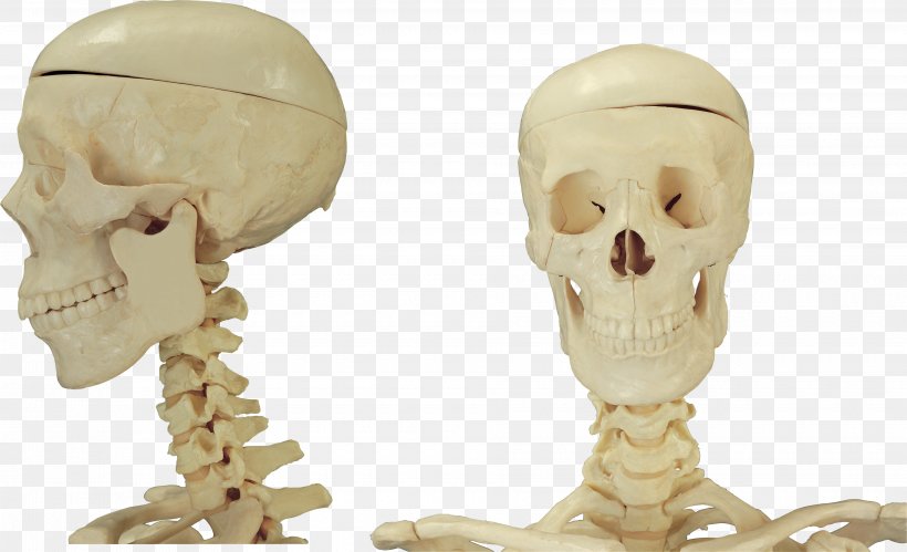 Skull Bone Skeleton Homo Sapiens, PNG, 3760x2289px, Watercolor, Cartoon, Flower, Frame, Heart Download Free