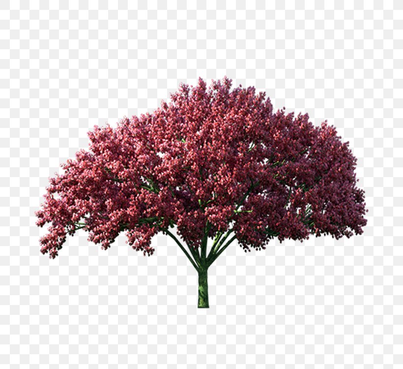 Tree Autumn Computer File, PNG, 750x750px, Tree, Autumn, Blossom, Computer Graphics, Flower Download Free