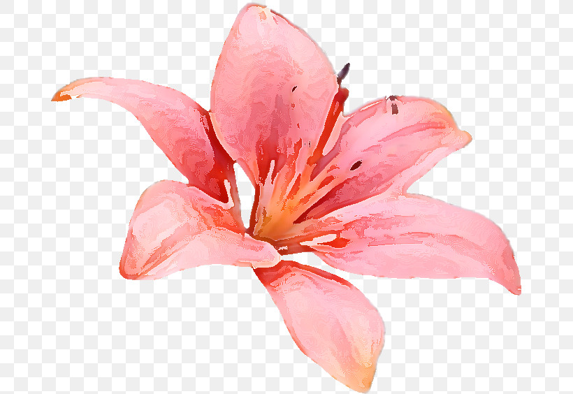 Lily Flower, PNG, 673x564px, Lily Flower, Amaryllis, Cartoon, Computer, Computer Art Download Free