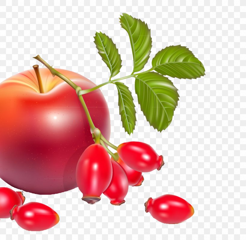 Rose Hip Dog-rose Berry Illustration, PNG, 1000x975px, Rose Hip, Acerola, Acerola Family, Berry, Bush Tomato Download Free