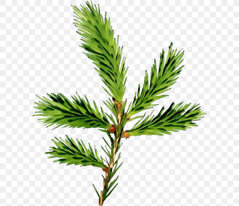 Shortleaf Black Spruce Columbian Spruce Jack Pine White Pine Yellow Fir, PNG, 600x706px, Watercolor, Columbian Spruce, Jack Pine, Loblolly Pine, Lodgepole Pine Download Free