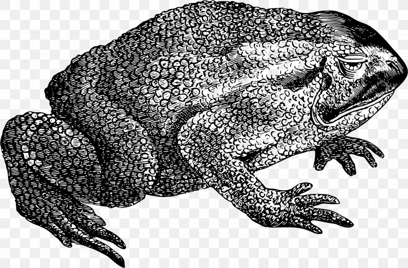 Toad True Frog Amphibian Common Frog, PNG, 2400x1581px, Toad, African Bullfrog, Amphibian, Art, Black And White Download Free