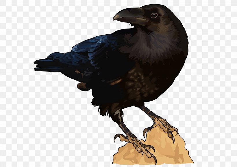 American Crow Bird New Caledonian Crow Rook Common Raven, PNG, 3508x2480px, American Crow, Animal, Beak, Bird, Canary Islands Download Free
