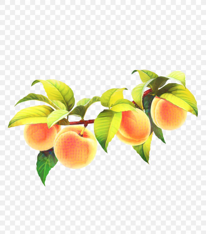 Apple Tree, PNG, 2023x2305px, Peach, Apple, Branch, Branching, European Plum Download Free