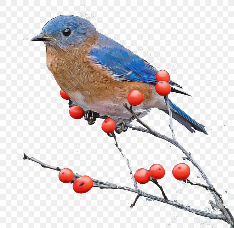 Bird Eastern Bluebird Bluebird Mountain Bluebird Beak, PNG, 1089x1061px, Bird, Beak, Bluebird, Branch, Eastern Bluebird Download Free