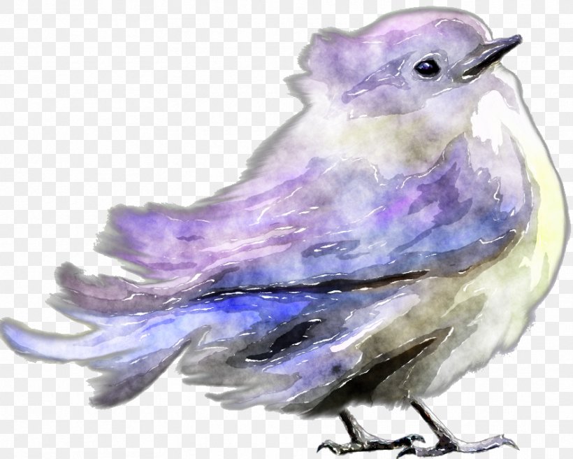Bird Lilac Violet Purple Feather, PNG, 884x708px, Bird, Beak, Fauna, Feather, Lilac Download Free