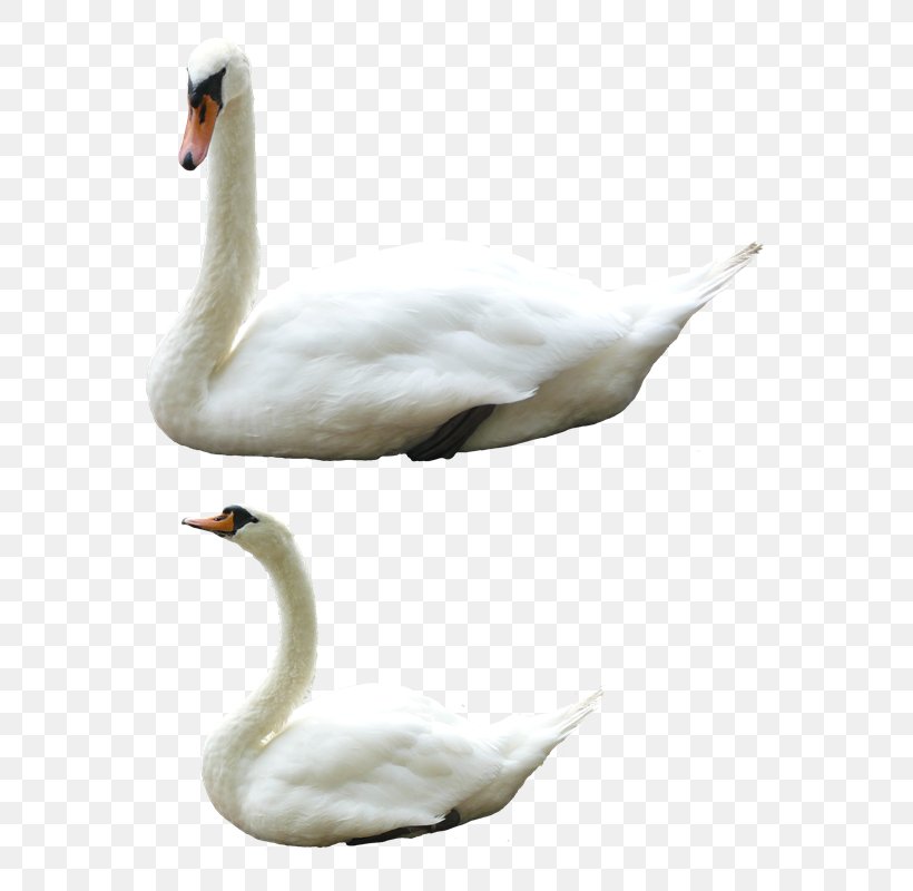 Cygnini Goose Bird Duck, PNG, 641x800px, Cygnini, Beak, Bird, Duck, Ducks Geese And Swans Download Free