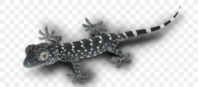 Gecko Lizard Terrestrial Animal, PNG, 871x384px, Gecko, Animal, Fauna, Lizard, Organism Download Free