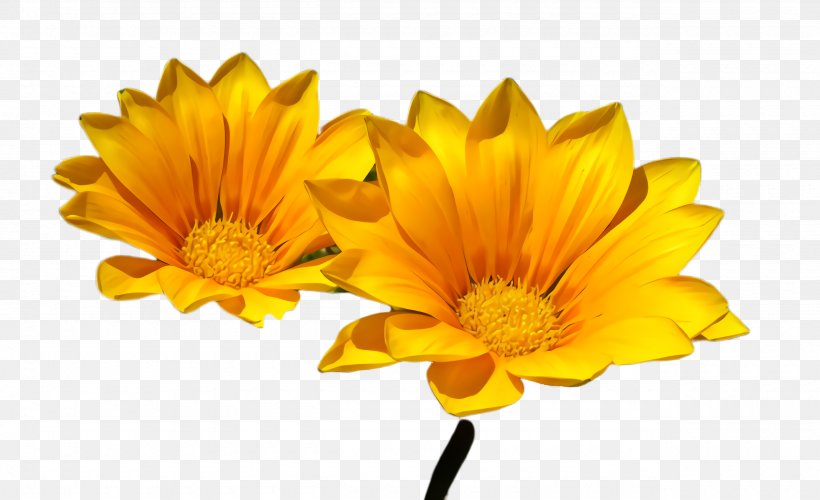 Orange, PNG, 2560x1564px, Flower, Calendula, English Marigold, Flowering Plant, Gazania Download Free