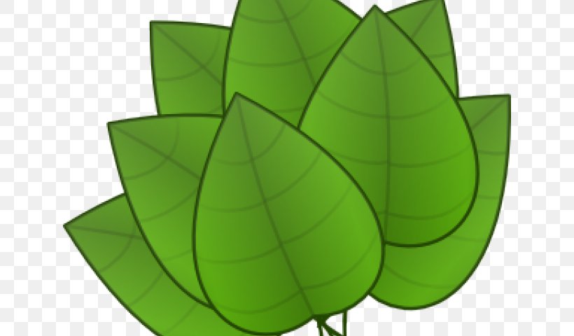 Plants Leaf Clip Art Palm Trees Broad-leaved Tree, PNG, 640x480px, Plants, Broadleaved Tree, Green, Leaf, Oak Download Free