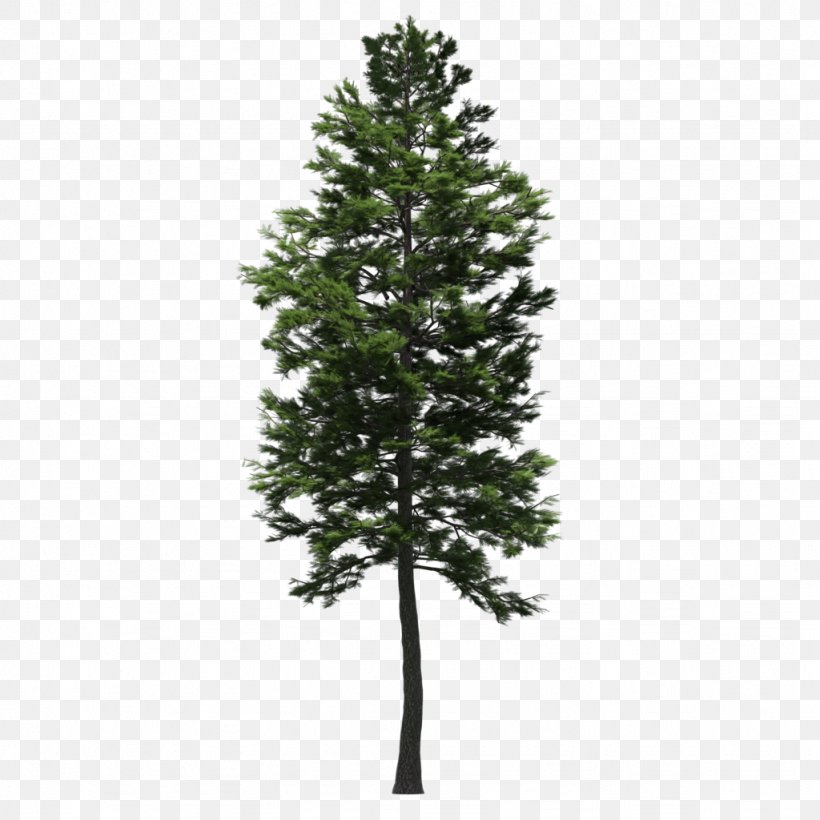 Spruce Scots Pine Fir Larch Tree, PNG, 1024x1024px, Spruce, Branch, Christmas Tree, Conifer, Cypress Download Free