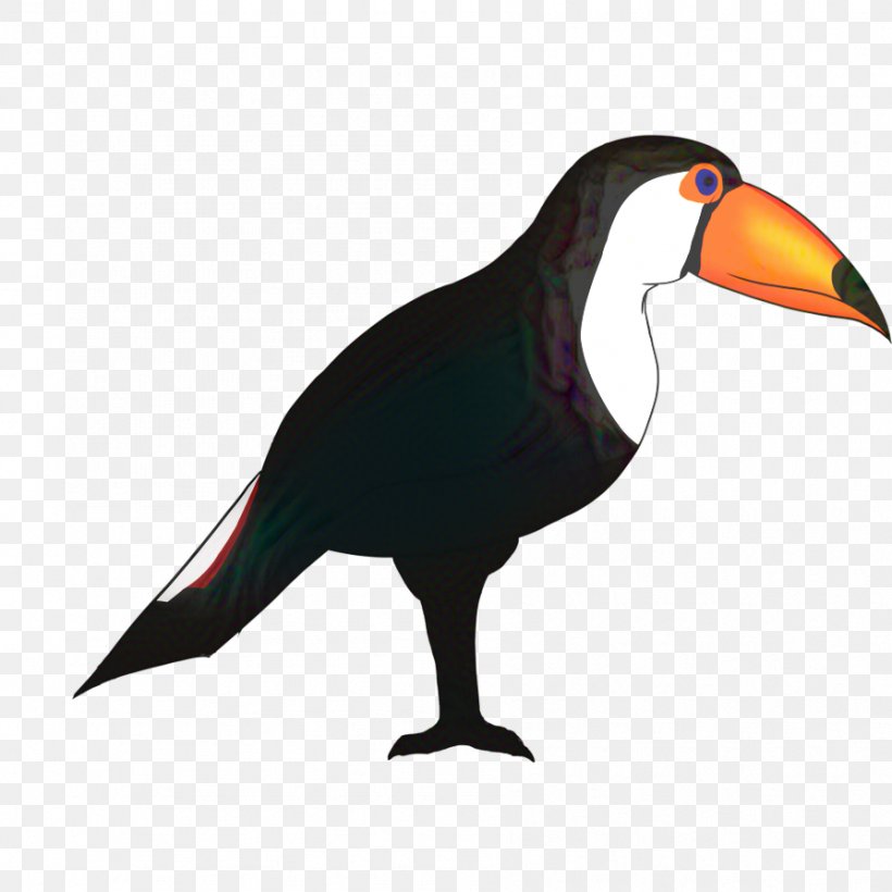 Animal Cartoon, PNG, 894x894px, Beak, Animal Figure, Bird, Feather, Piciformes Download Free
