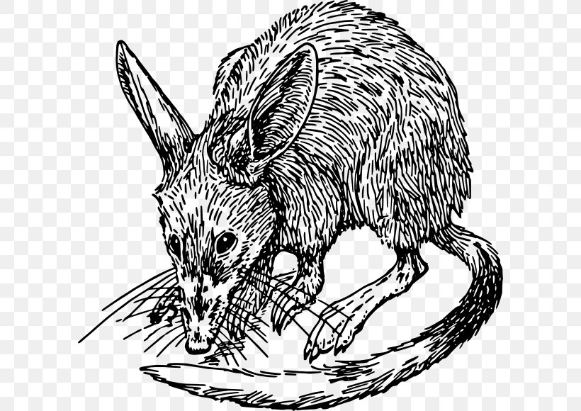 Rat Drawing Bandicoot Clip Art, PNG, 600x580px, Rat, Artwork, Bandicoot, Black And White, Carnivoran Download Free