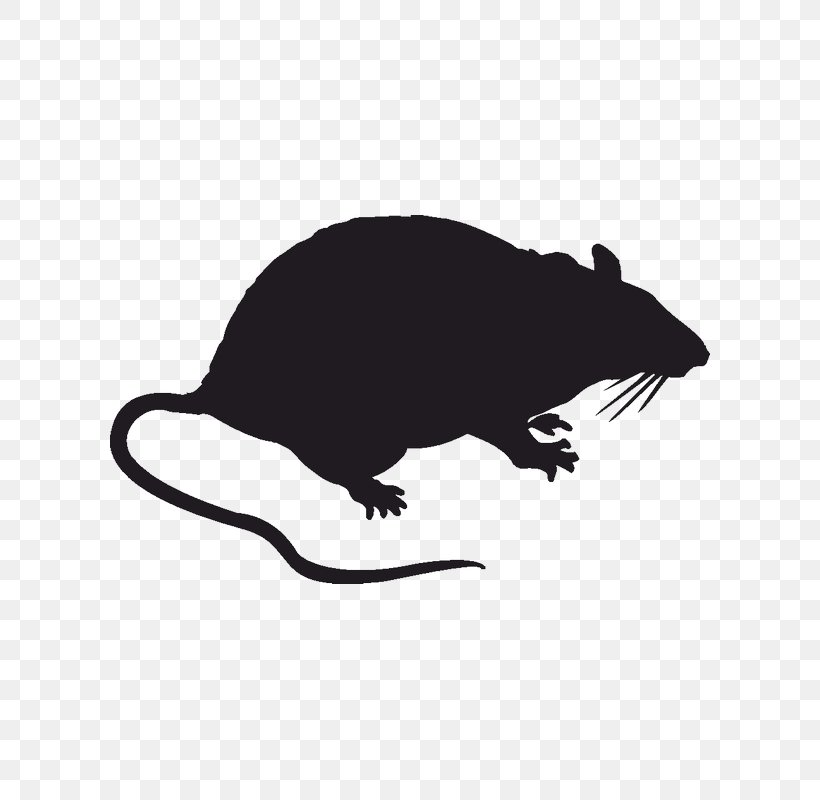 Rodent Brown Rat Sticker Decal Blanket, PNG, 800x800px, Rodent, Beaver, Blanket, Brown Rat, Decal Download Free