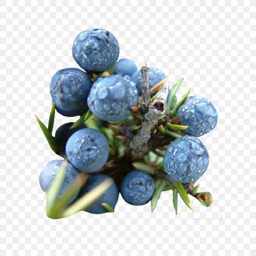 Bilberry Juniper Berry Gin Berries Conifer Cone, PNG, 1080x1080px, Bilberry, Berries, Berry, Blue, Blueberry Download Free