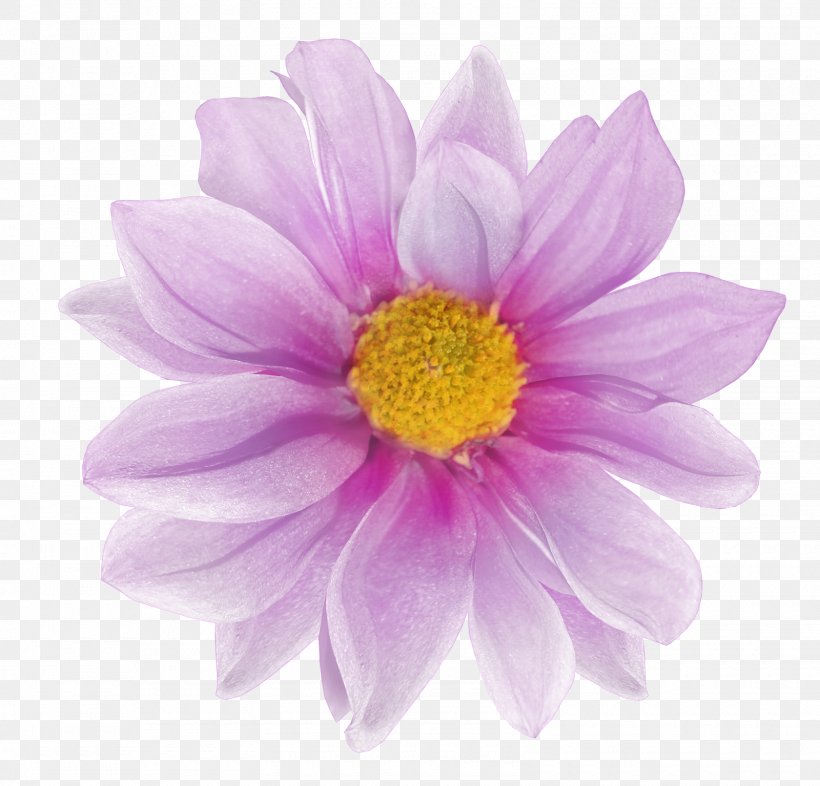 Flower Albom Clip Art, PNG, 1600x1535px, Flower, Albom, Annual Plant, Aster, Blog Download Free