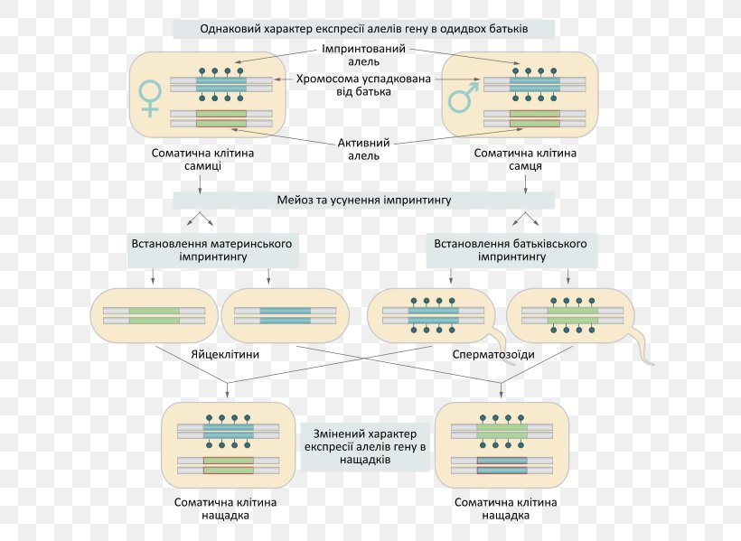 Genomic Imprinting Molecular Imprinting Maternal Genome, PNG, 653x599px, Genomic Imprinting, Area, Brand, Communication, Diagram Download Free