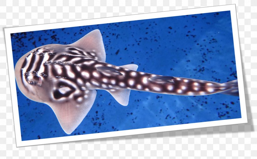 Sharks & Rays Bowmouth Guitarfish Batoidea Chondrichthyes, PNG, 1383x858px, Shark, Aquarium, Batoidea, Bowmouth Guitarfish, Breed Download Free