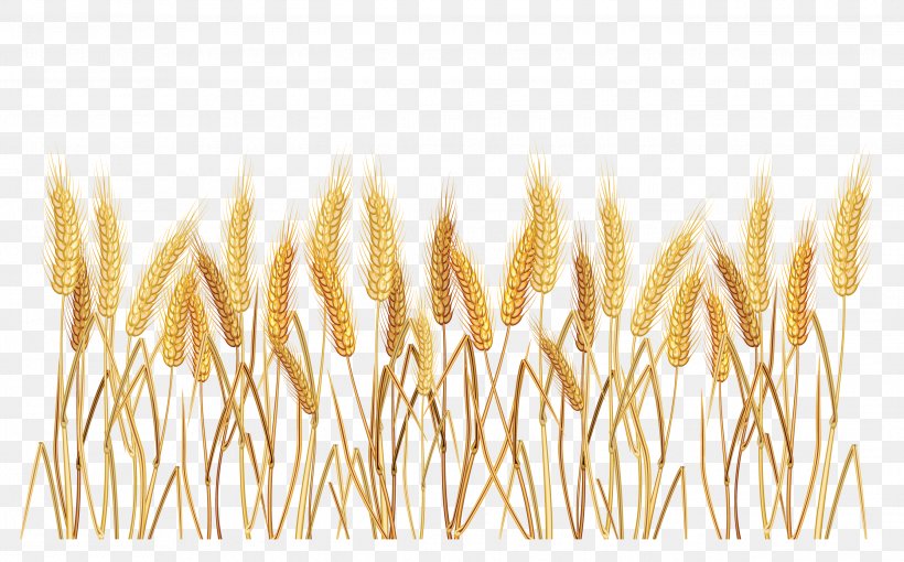 Wheat Cereal Clip Art, PNG, 2690x1674px, Common Wheat, Cereal, Commodity, Ear, Food Grain Download Free