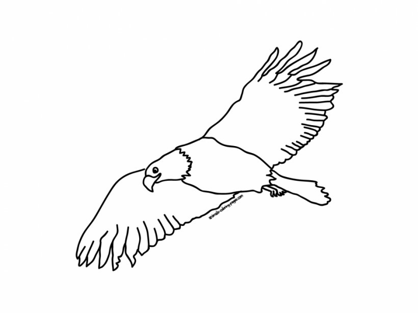 Bird Bald Eagle Drawing Clip Art, PNG, 940x705px, Bird, Animal, Area, Arm, Artwork Download Free
