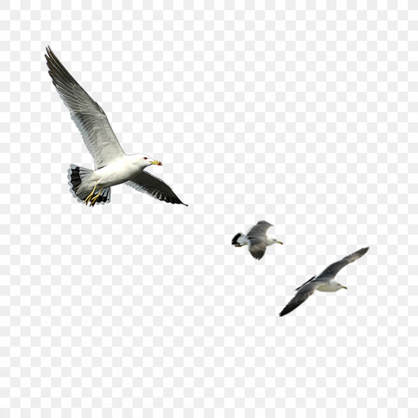 Bird Goose Computer File, PNG, 1000x1000px, Bird, Beak, Ducks Geese And Swans, Fauna, Goose Download Free