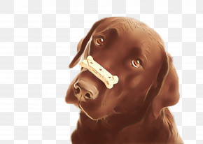 Dog Vizsla Nose Labrador Retriever Sporting Group PNG