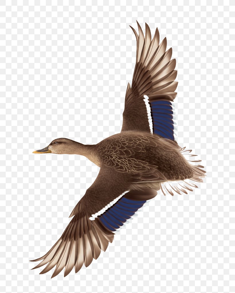 Duck Flight Mallard, PNG, 706x1024px, Duck, Beak, Bird, Ducks Geese And Swans, Fauna Download Free