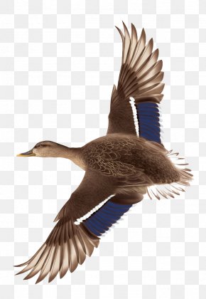 Hand Drawn Flying Ducks - Duck Flight Mallard PNG
