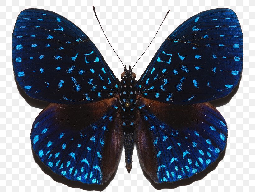 Glasswing Butterfly Hamadryas Velutina Apatura Monarch Butterfly, PNG, 748x618px, Butterfly, Animal, Apatura, Arthropod, Astronomy Download Free