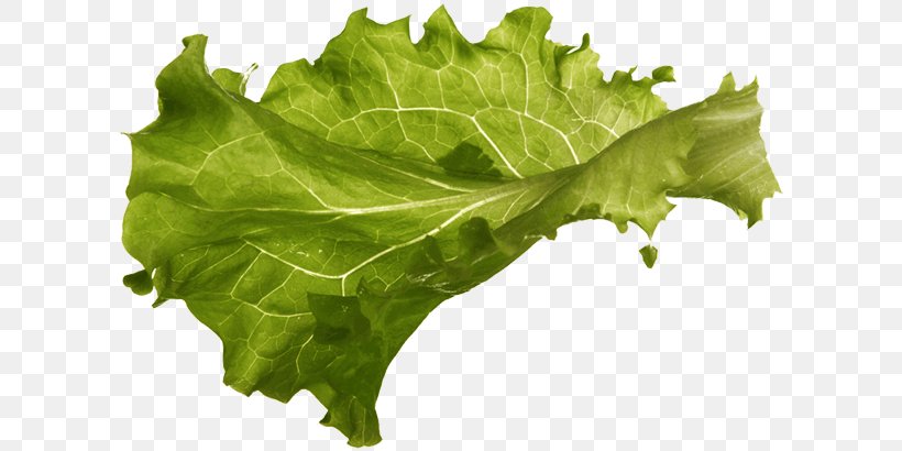 Lettuce Spring Greens Sandwich Vertumnus Vegetable, PNG, 610x410px, Lettuce, Chard, Collard Greens, Leaf, Leaf Vegetable Download Free
