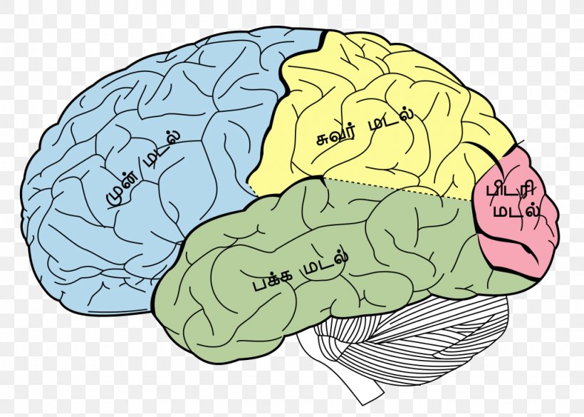 Lobes Of The Brain Parietal Lobe Frontal Lobe Temporal Lobe, PNG, 1024x731px, Watercolor, Cartoon, Flower, Frame, Heart Download Free