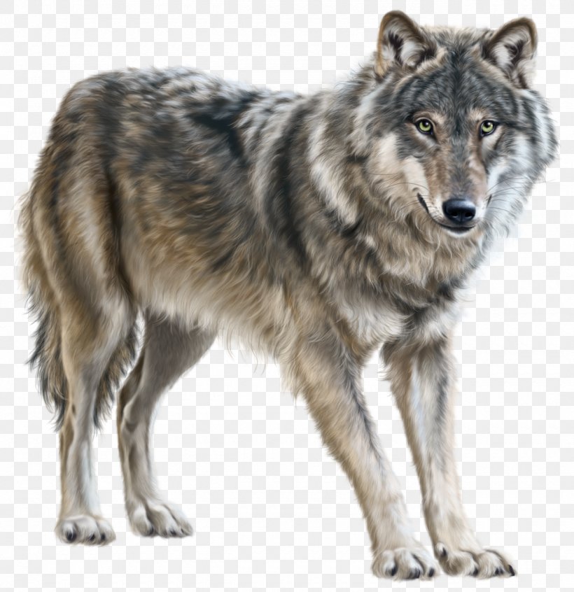 Mongolian Wolf Eurasian Wolf Clip Art, PNG, 1280x1322px, Yukon Wolf, Canis Lupus Tundrarum, Coyote, Czechoslovakian Wolfdog, Dog Like Mammal Download Free