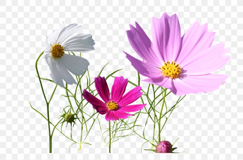 Image Download Vector Graphics, PNG, 1024x676px, Photography, Annual Plant, Aster, Chrysanths, Cosmos Download Free