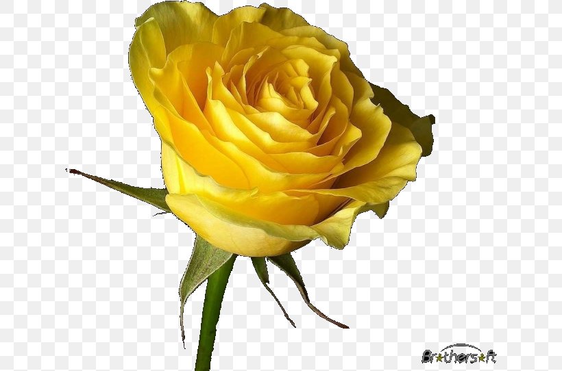 Flower Rose Desktop Wallpaper, PNG, 630x542px, Flower, Blue, Cut Flowers, Drawing, Floribunda Download Free