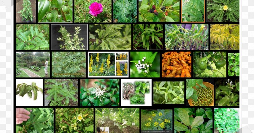 Biome Moss Flora Vegetation Fauna, PNG, 1200x630px, Biome, Collage, Ecosystem, Fauna, Flora Download Free