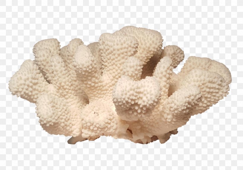Pocilloporidae Coral Pocillopora Meandrina Biological Specimen Invertebrate, PNG, 2491x1742px, Pocilloporidae, Biological Specimen, Biology, Buyer, Chairish Download Free