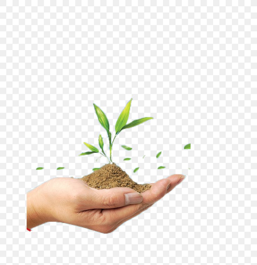 Soil Green Seedling Plant, PNG, 650x846px, Soil, Beach Rose, Environment, Finger, Germination Download Free