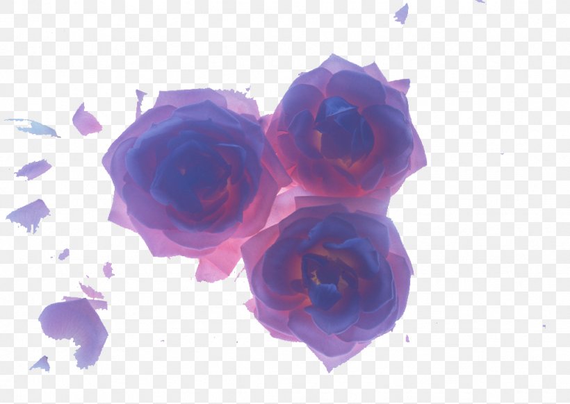 Beach Rose Blue Flower Petal Wallpaper, PNG, 1024x727px, Beach Rose, Blue, Computer, Desktop Environment, Flower Download Free