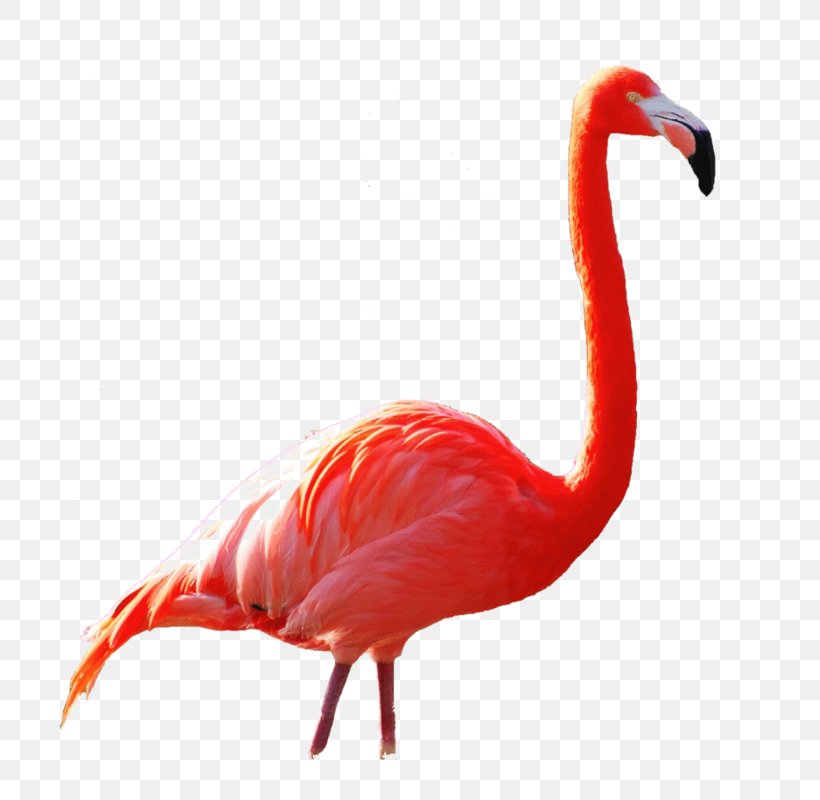 Beak Ibis, PNG, 800x800px, Beak, Bird, Flamingo, Ibis, Organism Download Free