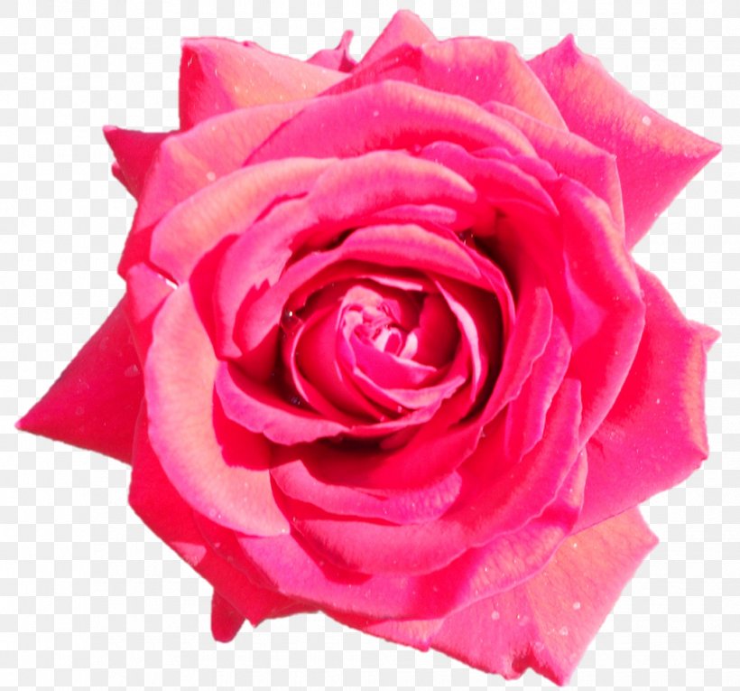 Garden Roses Cabbage Rose Floribunda China Rose Petal, PNG, 1030x961px, Garden Roses, Amaryllis, Cabbage Rose, China Rose, Close Up Download Free