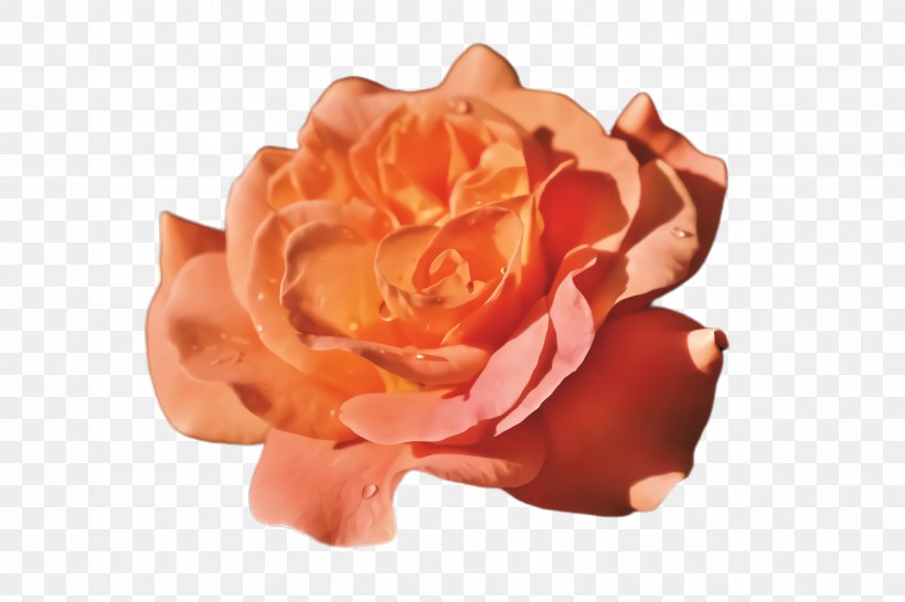Garden Roses, PNG, 2448x1632px, Orange, Flower, Garden Roses, Hybrid Tea Rose, Peach Download Free