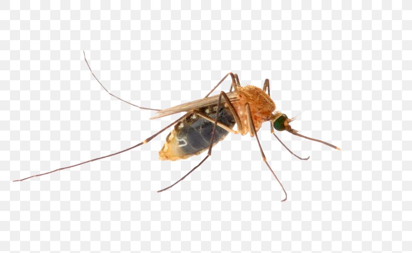 Mosquito Insect Pest Control Disinfectants, PNG, 800x504px, Mosquito, Animal, Arthropod, Bee, Brown Download Free