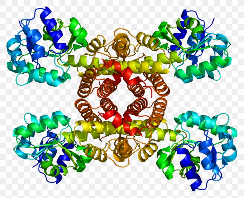 3-hydroxyisobutyrate Dehydrogenase Nicotinamide Adenine Dinucleotide Enzyme Gamma-glutamyltransferase, PNG, 943x768px, Dehydrogenase, Art, Asthenozoospermia, Body Jewelry, Enzyme Download Free