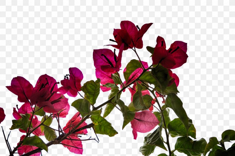 Bougainvillea Petal Plant Flower, PNG, 1095x730px, Bougainvillea, Annual Plant, Art, Branch, Cut Flowers Download Free