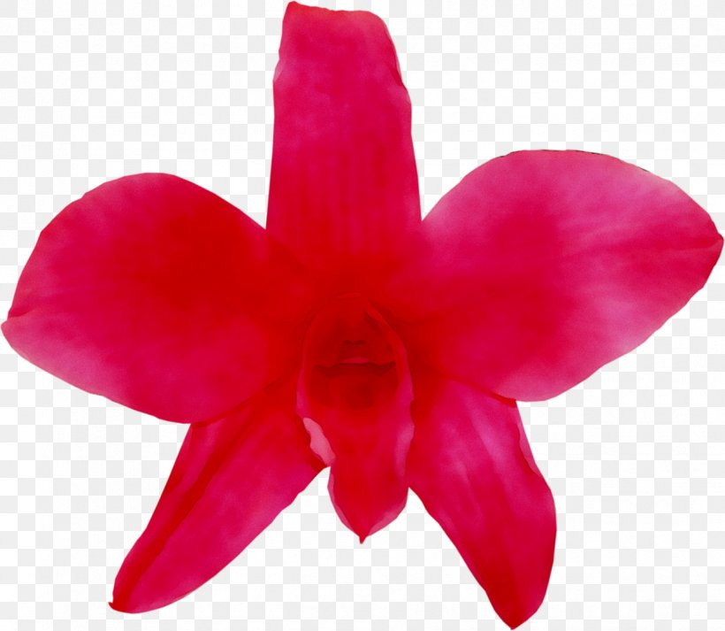 Herbaceous Plant Close-up Flowering Plant Plants RED.M, PNG, 1239x1078px, Herbaceous Plant, Artificial Flower, Cattleya, Closeup, Dendrobium Download Free