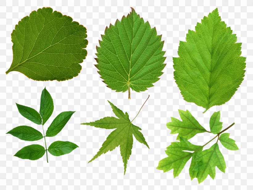 Leaf Image Resolution Clip Art, PNG, 1200x900px, Leaf, Digital Image, Display Resolution, Grass, Herb Download Free